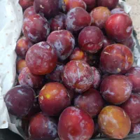 آلو سیاه وقطره طلا ارزون