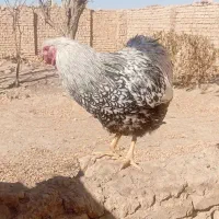 خروس|حیوانات مزرعه|آشتیان, |دیوار