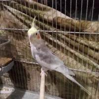 عروس هلندی