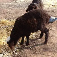 قیمت ۱۲ میلیون ۷۰۰ تومن ادرس هادی آباد