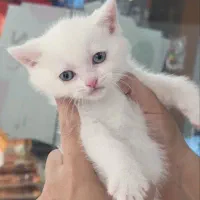 واگذاری گربه