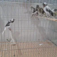 فروش قناری به صورت کلی