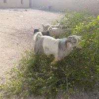 گوشت کهره موجود است