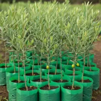 نهال پسته درجه یک با شناسنامه و لیبل + خرید مطمئن|خدمات باغبانی و درختکاری|کرمانشاه, |دیوار