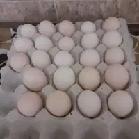تخم مرغ گلین فوول کیفیت