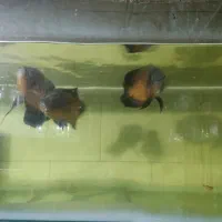 اسکار پیش مولد