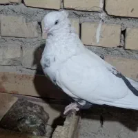 ماده دمبی|پرنده|بهبهان, |دیوار