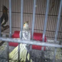 عروس هلندی|پرنده|برخوار, |دیوار