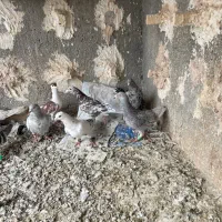 گرفتنی کفتر بوم