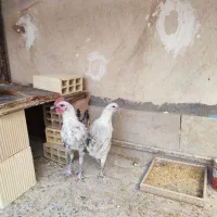 مرغ و خروس نژاد اصیل|حیوانات مزرعه|بیرجند, |دیوار
