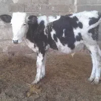 گاو یا گوسالیه نر سمینتال ۸ ماه|حیوانات مزرعه|شادگان, |دیوار