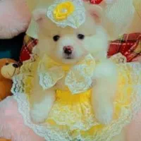 نژاد اصل پامرعروسکی