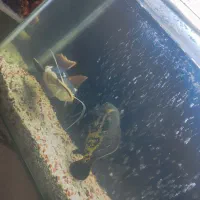 ماهی آکواریوم|ماهی|گرگان, |دیوار