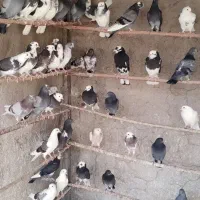 جوجه کفتر پرشی