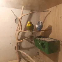 مرغ عشق|پرنده|جوین, |دیوار