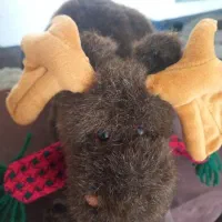 عروسک گوزن|اسباب‌‌بازی|اردبیل, |دیوار