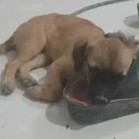 سگ گمشده خیابان قدس