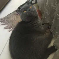 گربه بریتیش ماده تراکم مو بالا بدون موریزی