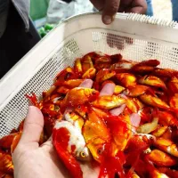 پخش عمده ماهی قرمز کوی مولد گلی عروس