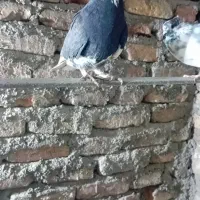 کفتر بالاگرد