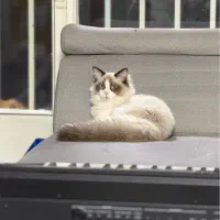 خدمتکار منزل