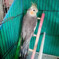 عروس 6 ماهه باقفس