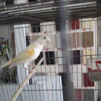 قناری موزایکی ماده|پرنده|کرمانشاه, |دیوار