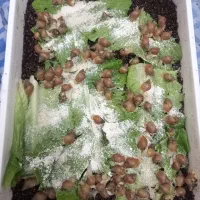 فروش تعداد زیادی جوجه حلزون البینو