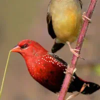 جفت فنچ توت فرنگی