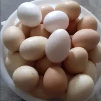 تخم مرغ برهما