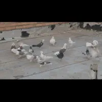 22عددکبوتر پرشی|پرنده|نقده, |دیوار