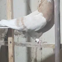 کفتر