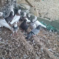 کبوتر|پرنده|هندیجان, |دیوار