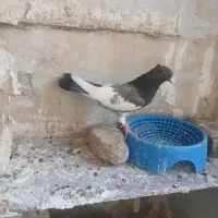 کبوتر ابلغ