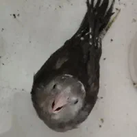 جوجه عروس واتفیس سیرلاکی