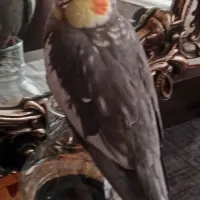 گمشده در گلدسته