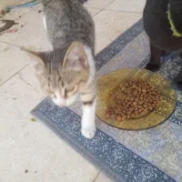 گربه ملوس ناز نازی|گربه|کوچصفهان, |دیوار