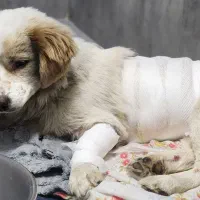 سگ پیدا شده|حیوانات|تنکابن, |دیوار