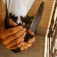 کبوتر زاغ دمسفید و فنچ گلدین|پرنده|رفسنجان, |دیوار