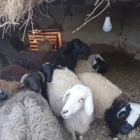 حیوان و مزرعه|حیوانات مزرعه|فردوس (کرمان), |دیوار