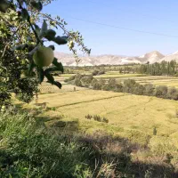 بومگردی کوچه باغ