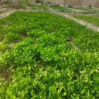 نهال