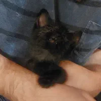 بچه گربه|گربه|گرگان, |دیوار