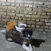 سگ بومی