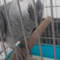 کاسکو سخنگو|پرنده|اصفهان, تیران|دیوار