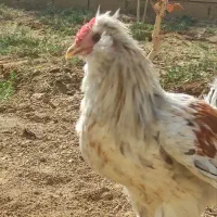 خروس گلین لری