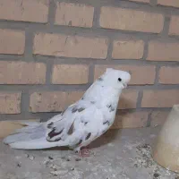 نوک قنار|پرنده|ابریشم, |دیوار