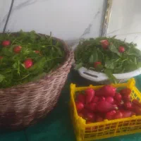 سبزینه سرا|خوردنی و آشامیدنی|قروه, |دیوار