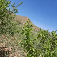 باغ میوه ۱۰۰۰ متر|فروش زمین و ملک کلنگی|بوئین و میاندشت, |دیوار