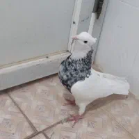 طوق شازده ای نر|پرنده|کازرون, |دیوار